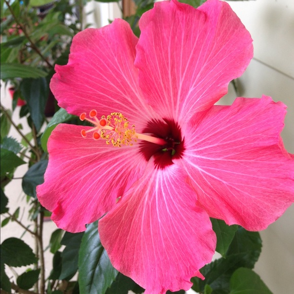 Meet your Posher, Renee - Picture 1 of 1